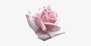 Find images of pink flowers. Light Pink Flowers Tumblr Rosa Baby Pink Tumblr Png Png Image Transparent Png Free Download On Seekpng