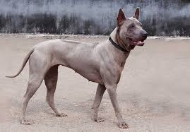 Image result for rhodéský ridgeback
