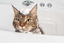 Can I Use Baby Shampoo On My Cat Answered Explained