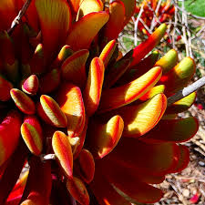 Image result for Eulophia flavopurpurea