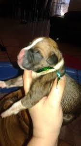 See more ideas about boxer puppies, boxer, puppies. Boxer Puppies Pets And Animals For Sale Orlando Fl