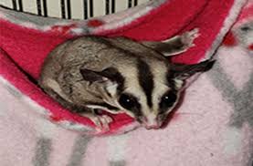 Sugar Glider Care And Info Sugar Glider Zone Sugarglider Care