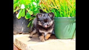 If they do not get enough socialization at a. Lilac The Teacup Pomchi Female Puppy Pomeranian Chihuahua F1 Mix Youtube