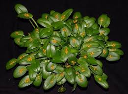 Image result for Polystachya spatella