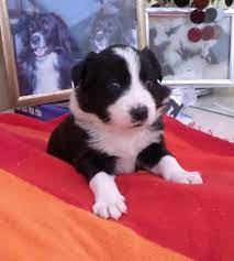 This breed is very intelligent due to it`s sheep herding background. 7 Pedigree Border Collie Puppies 4 Female 3 Male In Ilkley Dogsandpuppies Co Uk