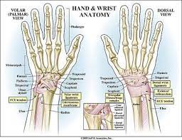 5 Yoga Poses To Strengthen Your Wrists Wrist Anatomy Hand Bone Anatomy Anatomy