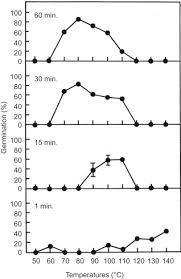 Image result for Crepidorhopalon parviflorus