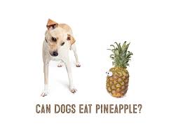 Can Dogs Eat Pineapple Learn About The Pros And Cons Of Feeding Your Pooches This Nutritious Fruit Is Is Safe What Ailments Ca Can Dogs Eat Shiba Inu Shiba