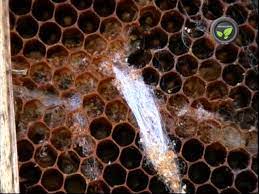 During the winter of 2006, beekeepers began to report much larger american foulbrood is caused by the paenibacillus larvae bacteria, which kills the sealed broods of honey bees. Pests And Diseases Of Honeybee Youtube