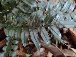 Image result for Lomariopsis