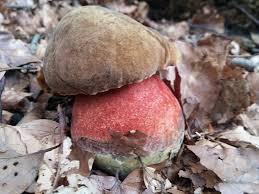 Hexenrohling Champignon