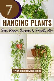 Pin On Best Indoor Plants