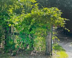 Image result for Smilax