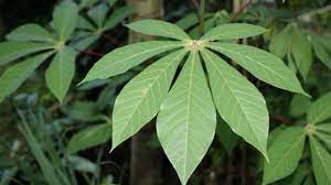 Check spelling or type a new query. Daun Singkong Bikin Darah Tinggi Itu Cuma Mitos