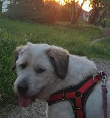 We love pets, we are the experts in pet transport, we are genuine when it comes to our. Dog Walking In Arheilgen Darmstadt Darmstadt Die Lili Geht Mit Deinem Hund Petbacker Hesse