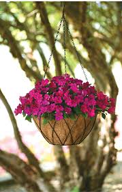 Image result for Impatiens stuhlmannii
