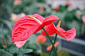 Many gardeners plan their gardens for color and visual interest, but what about design style? Cut Flowers For The Home Here S 10 Of The Best Buy Trees Shrubs Perennials Annuals House Plants Statues And Furniture