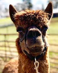 Rise and shine, animal lovers! #goodmornin' #sanctuarylife #alpacalove  #Rocket