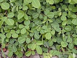 Image result for Desmodium subsecundum