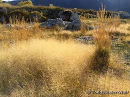 Image result for Sporobolus molleri