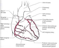 Coronary Arteries The Ascending Aorta Gives Off The Right And Left Coronary Arteries Arteries Anatomy Cardiac Nursing Anatomy