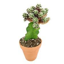 Shipping and meetup options available. Mammillaria Haudeana Rare Cactus For Sale Unusual Cactus Collection Succulents Box
