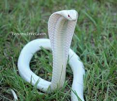 Leucistic Cobra Rare Albino Animals Cute Reptiles Albino Animals