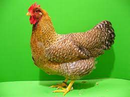 To date there have been three imports of bielefelder chickens into the united states by greenfire farms. Bielefelder Kennhuhn Kennsperber D185 Kleintierzuechtervereins Webseite