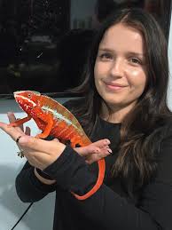 This is Ashi, a female chamaeleo calyptratus. Of all the veiled chameleons  I've owned she is easily the feistiest.