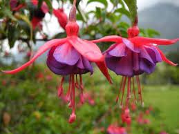 Rare flowering plants select a plant below to get all the details, prices and see more photos click on a picture below to get all the details, sizes, and prices 226 Unusual Flowers And Their Names Google Search Rare Flowers Wonderful Flowers Unusual Flowers