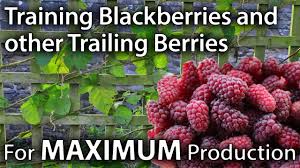 Shop from our pense berry farm online store. Growing Blackberries Simple Guide From Seed To Berry Hacks