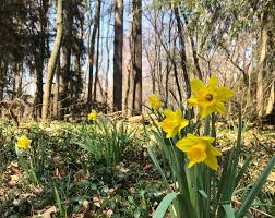 Most flowers are hermaphrodite where they contain both male and female parts. Brincka Cross Daffodils Porter County Parks And Recreation