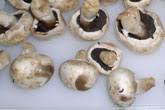 Auch sollte nur frische champignons verzehrt werden, da sie leicht verderbliches eiweiß enthalten. Lebensmittel Pilzleitfaden Zur Erkennung Des Frischegrads Bei Verschiedenen Pilzen