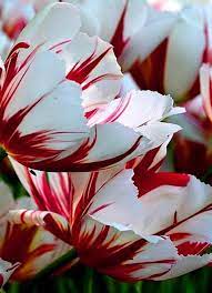 Pin By Florists Review On Tulip Tulip Tulip Flowers Tulips Flowers Pretty Flowers
