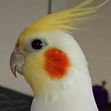 Yellow Bird With Red Cheeks Animalsandbirds Animalsandbirdspet Animalsandbirdsart Animalsandbirdsbackyard Animalsandbirdscostume Animalsandbirdsbeatiful Animalsandbirdsflyi Pet Birds