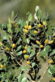 Image result for Diospyros zombensis
