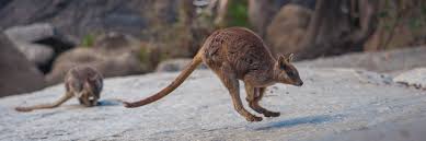 Shrub wallabies, brush wallabies, and rock. Natural History Kangaroos And Wallabies