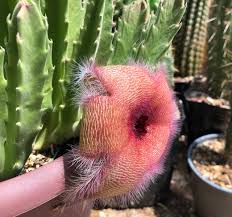 Image result for Stapelia