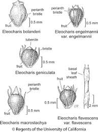 Image result for Eleocharis geniculata