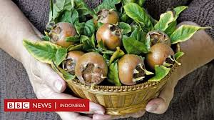 Sedangkan untuk daging yang masih muda dapat dijadikan sebagai sayuran atau petisan. Medlar Buah Dari Abad Pertengahan Dengan Nama Vulgar Yang Terlupakan Zaman Bbc News Indonesia