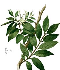 Check spelling or type a new query. Mengenal Pohon Mentaos