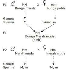 Persilangan mahluk hidup dalam konteks biologi adalah proses mengkawinkan beberapa jenis tumbuhan atau hewan dengan tujuan mendapatkan jenis genetik tertentu. Persilangan Monohibrid Kelas 9 Pengertian Jenis Dan Contohnya