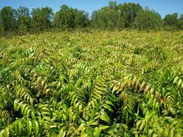 Image result for Stenochlaena