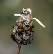 Image result for Xyris parvula