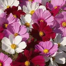 Everwilde Farms 500 Sensation Tall Mixed Cosmos Garden Flower Seeds Gold Vault Jumbo Bulk Seed Packet Walmart Com Flower Seeds Wildflower Seeds Cosmos Flowers