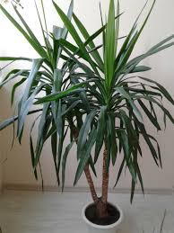 Deoarece udarea excesivă duce la îngălbenirea. Flori De Camera