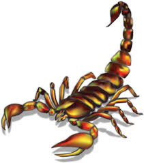 Maybe you would like to learn more about one of these? Scorpion Illustration Realistic Scorpion Tattoo Ideas Clipart Full Size Clipart 3293177 Pinclipart