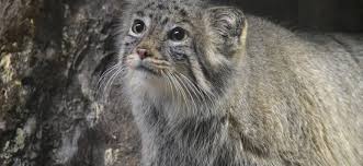 For en.wikipedia, this is currently the only extant (living) species in the genus otocolobus. Manul Opisanie I Foto Skolko Zhivyot I Gde Chto Est Ves Manula