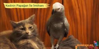 Kedinin Jako Papagani Ile Imtihani Papagan Papaganlar Kedi