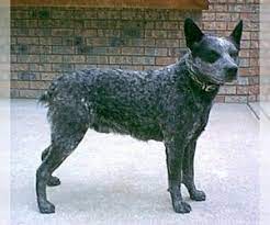 Buy, sell & adopt a dog, puppy, kitten & cat on petsforhomes australia. Australian Stumpy Tail Cattle Dog Breed Information And Pictures On Puppyfinder Com
